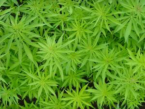 Quelle: Flickr.de | ID: Alexodus, 1.6.2015 Quelle: Flickr.de | ID: Alexodus, 1.6.2015